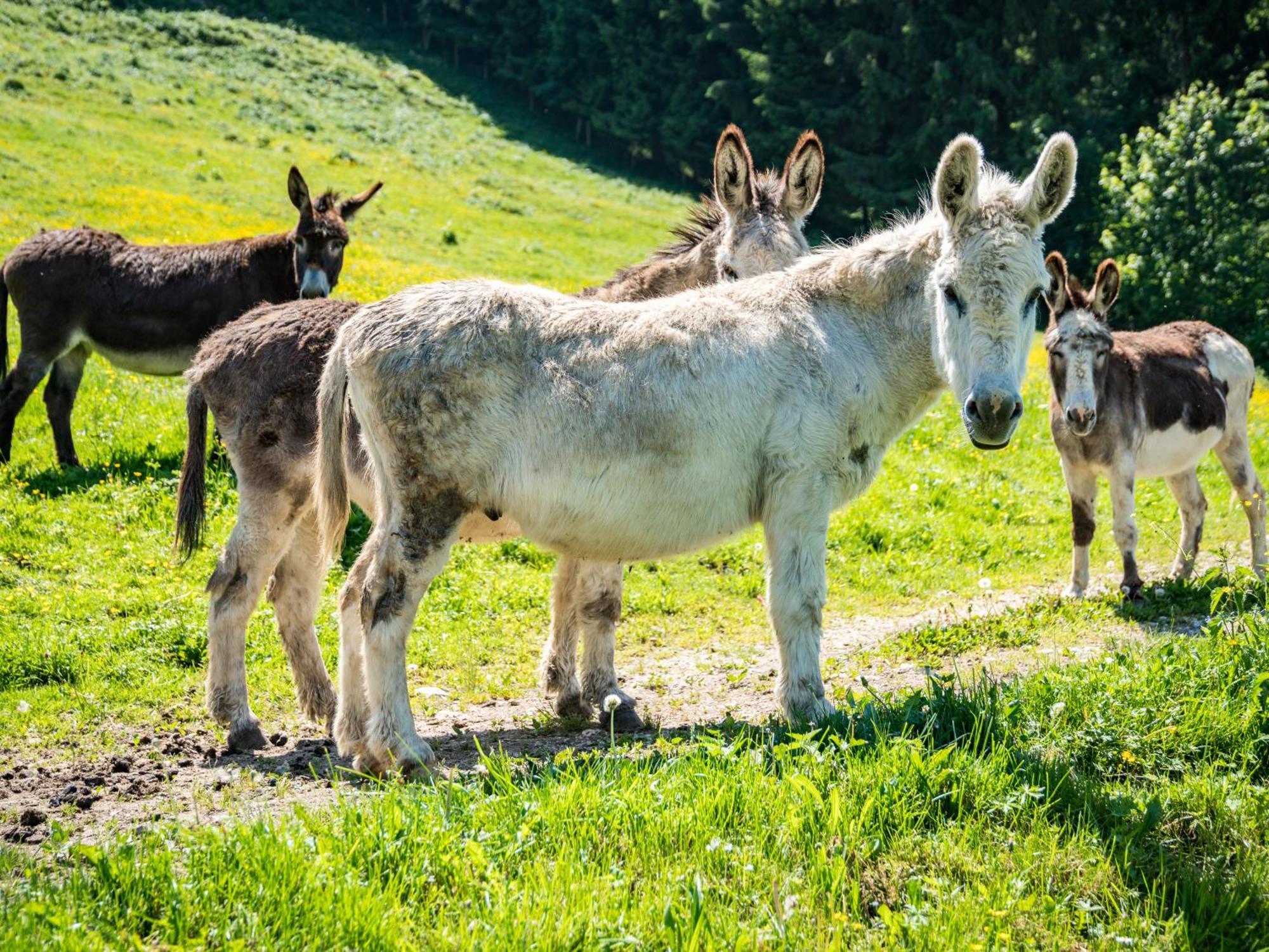 Berggasthof Hotel Duftbraeu I Ruhige Alleinlage I Mitten Im Gruenen Samerberg Exterior foto